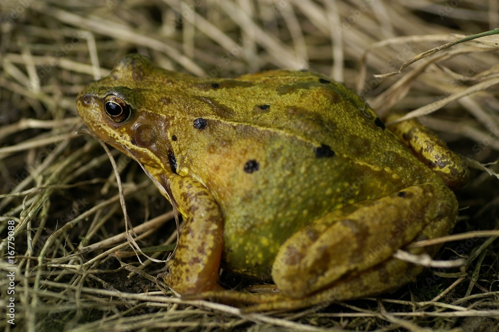 Obraz premium Crapaud