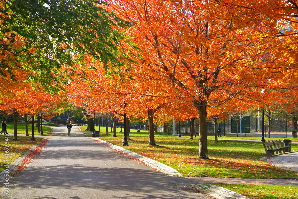 Naklejka premium Boston Public Garden