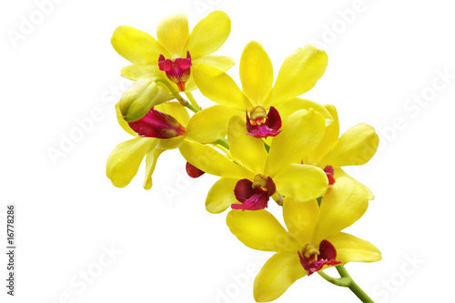Yellow orchid © adisa