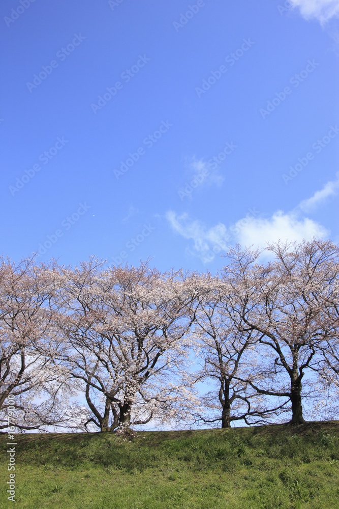 Fototapeta premium 桜並木