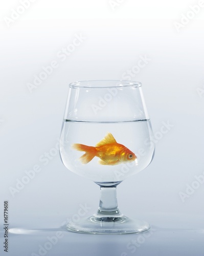 gold fish in glass