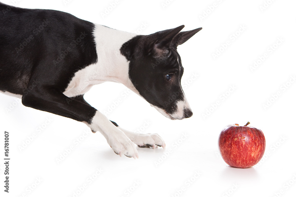 Fototapeta premium Basenji dog isolated on white