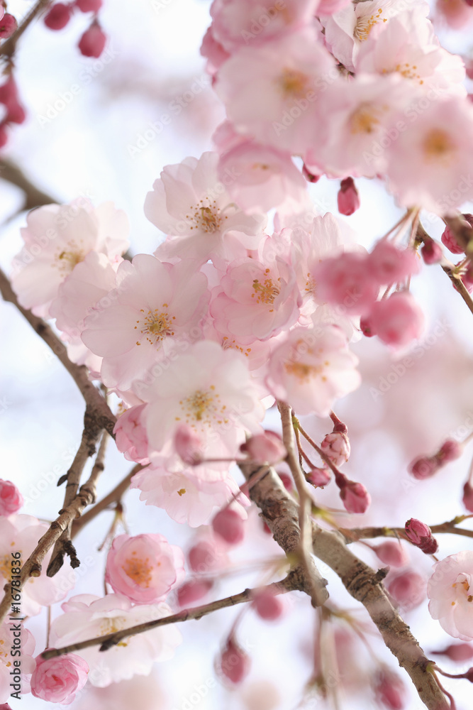 Obraz premium 枝垂れ桜