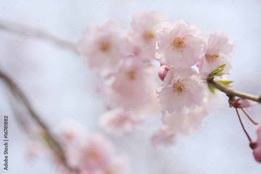 枝垂れ桜