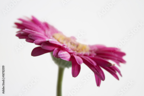 Pink Gerebera Flower