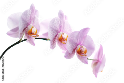 Pink spotted orchids isolated on white background