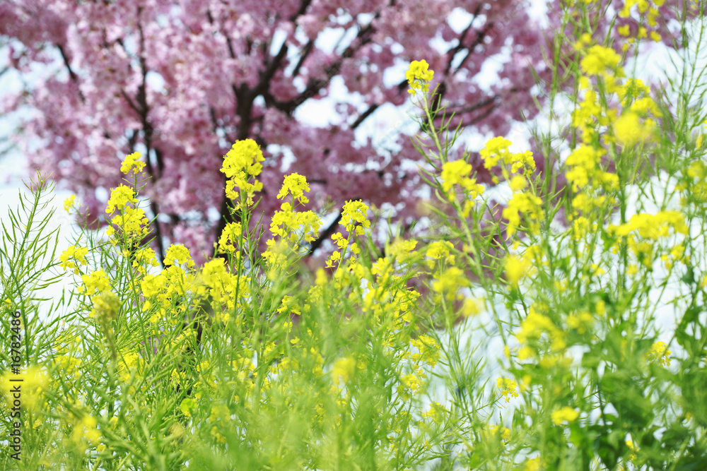 Fototapeta premium 菜の花と桃