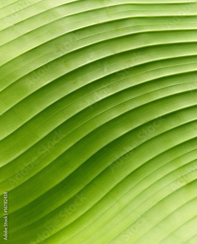 Banana leaf