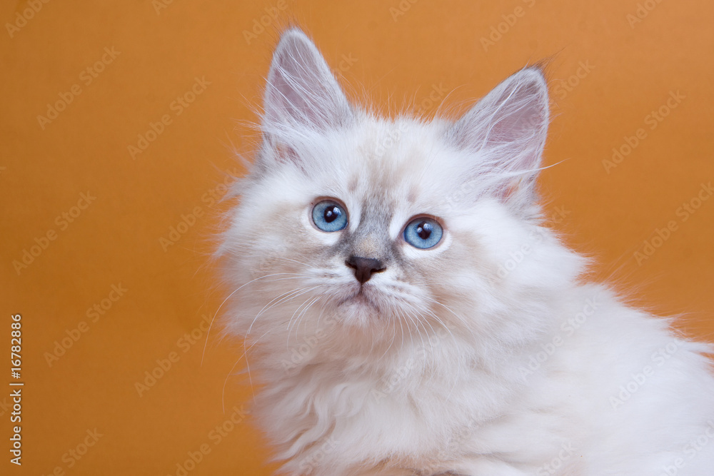 Siberian kitten on brown background