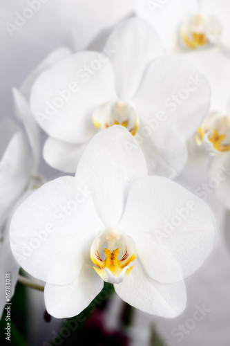 Fototapeta Naklejka Na Ścianę i Meble -  Phalaenopsis, Orchidee