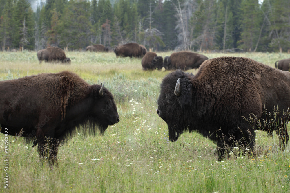 Bisonherde in Wyoming USA Bisonherde in Wyoming USA