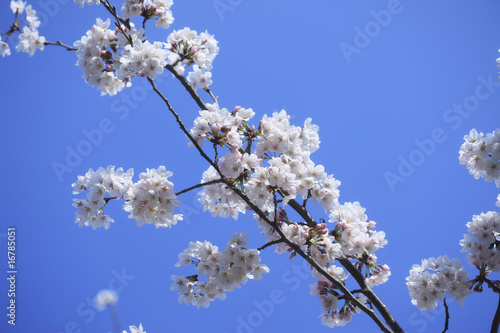 桜