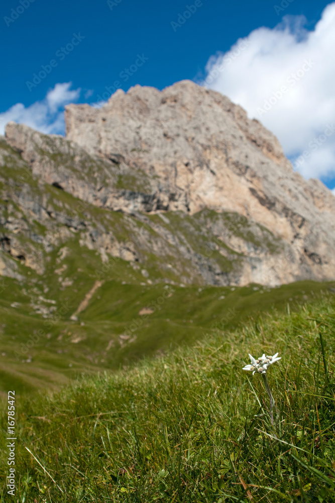 Fototapeta premium Edelweiß in den Alpen
