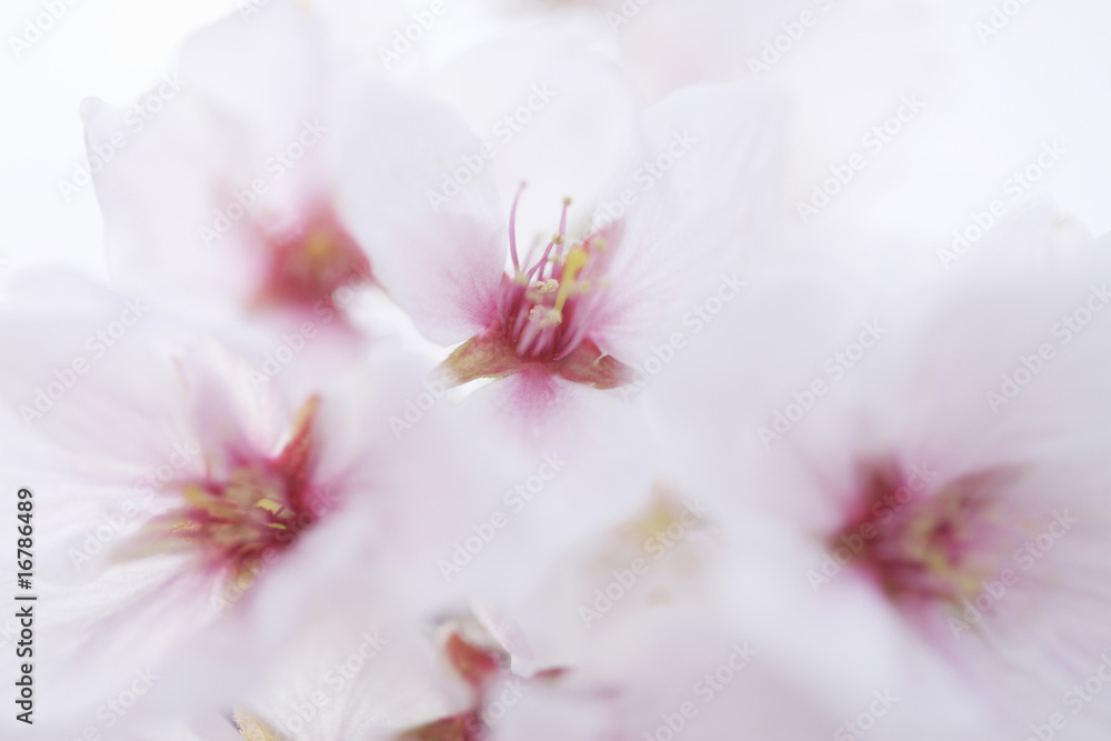 Fototapeta premium 桜