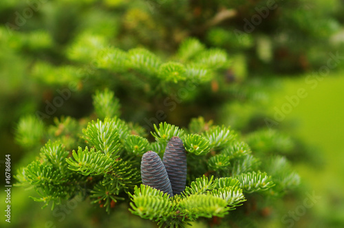 fir with cones - Christmas background