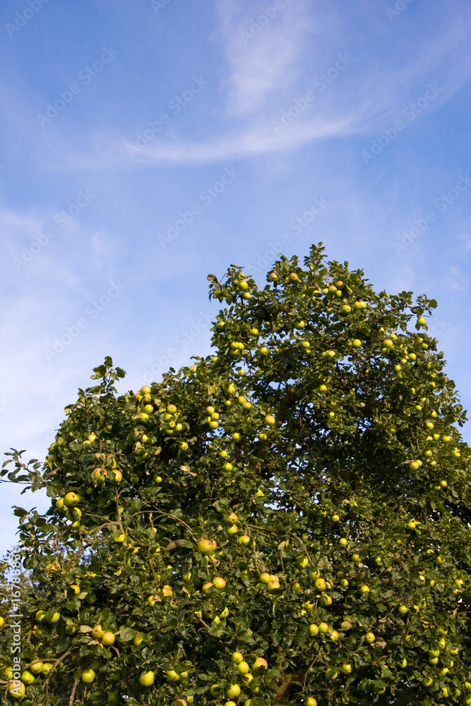 Obraz premium Ripe green apples hanging in a tree