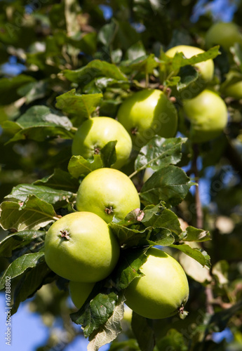 Ripe green apples hanging in a tree