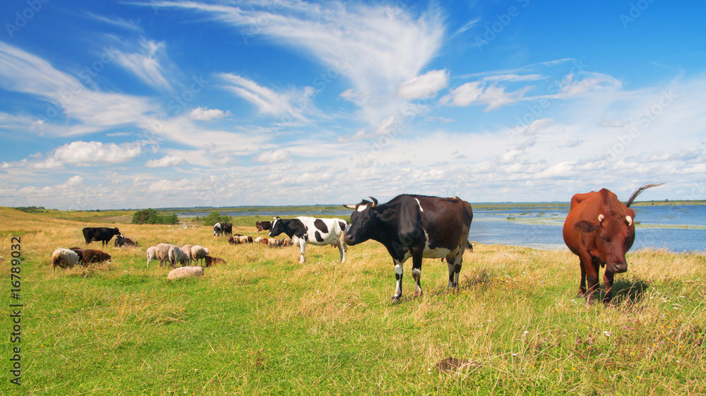 pasture pasture