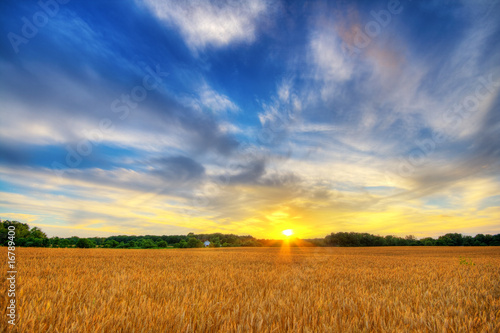 Wheat sunset photo