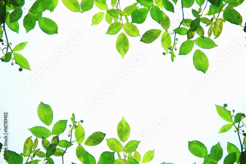 Wallpaper Mural 新緑 Torontodigital.ca