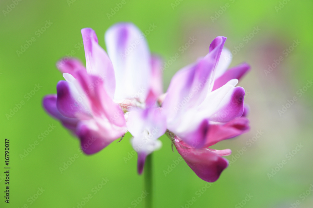 蓮華 蓮華
