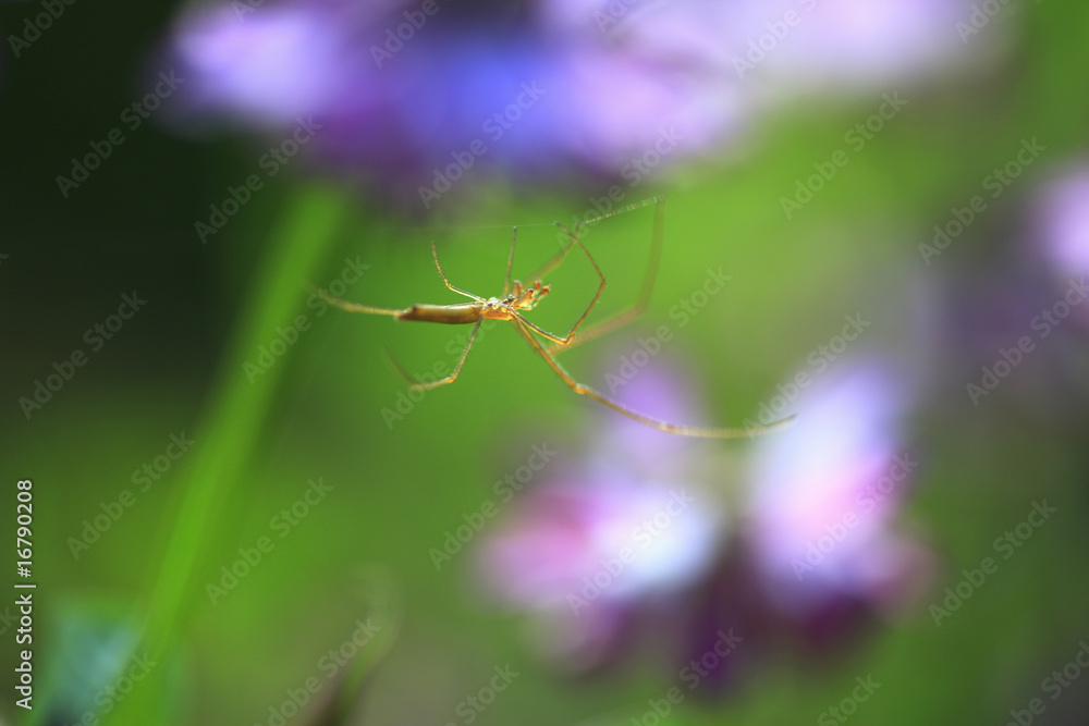 クモ クモ