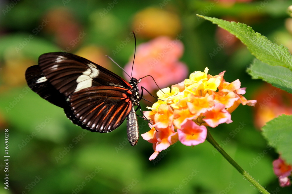 The Doris Longwing The Doris Longwing