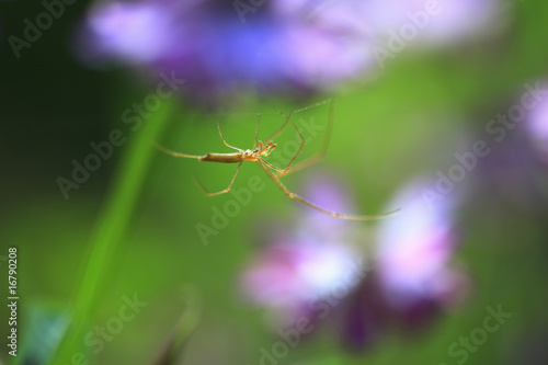 Wallpaper Mural クモ Torontodigital.ca