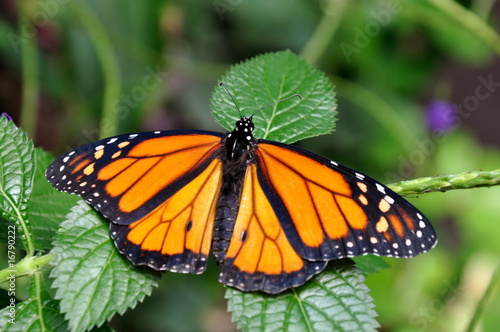 A Royal Monarch Butterfly