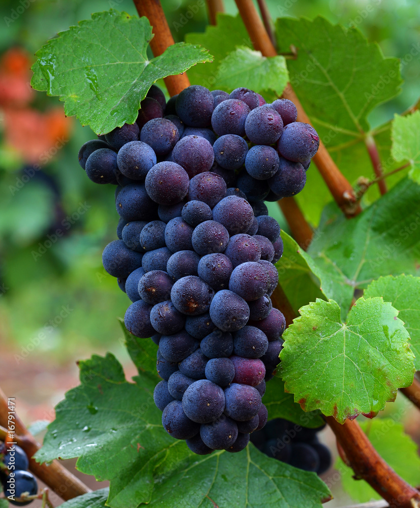 Pinot Noir Grapes