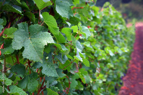 Pinot Noir Leaves