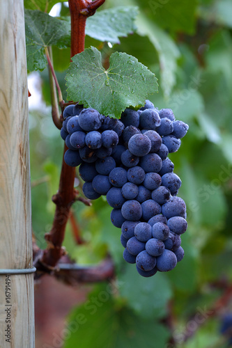 Pinot Noir Grapes