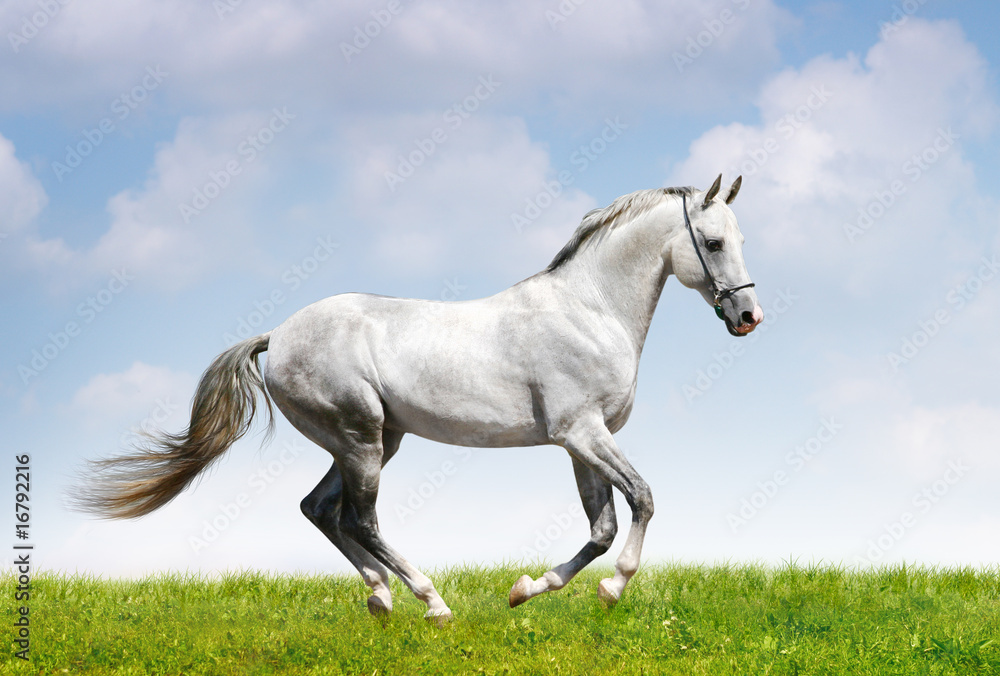 silver-white stallion on field silver-white stallion on field