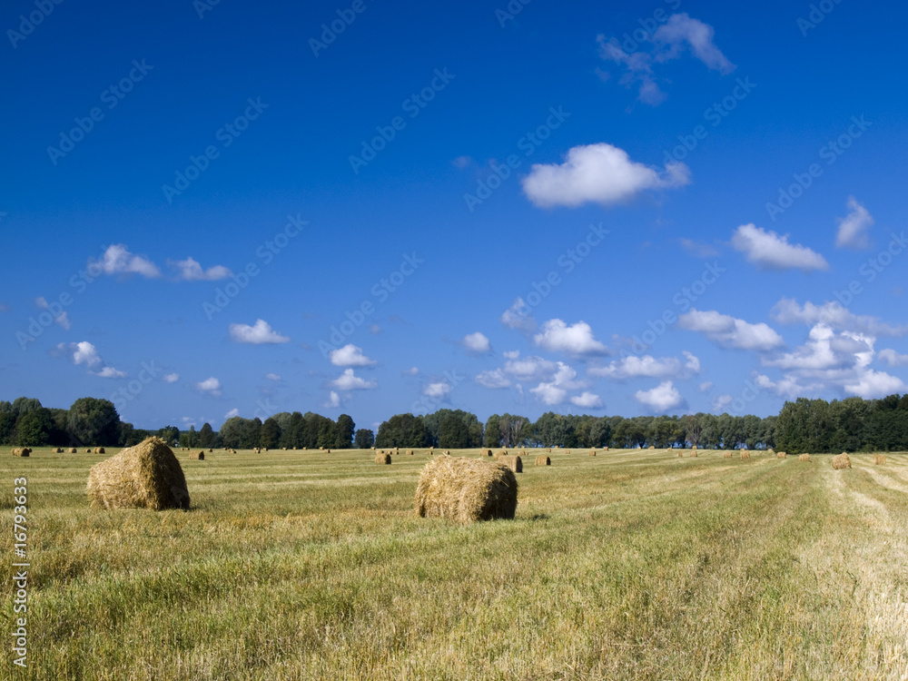 Harvest Time