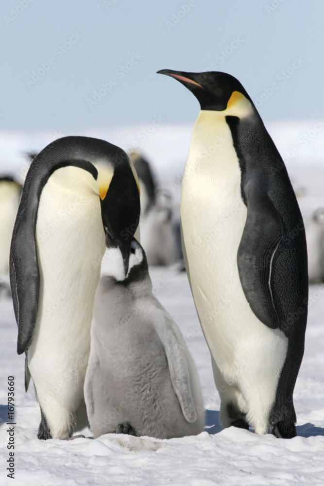 Fototapeta premium Emperor penguins (Aptenodytes forsteri)
