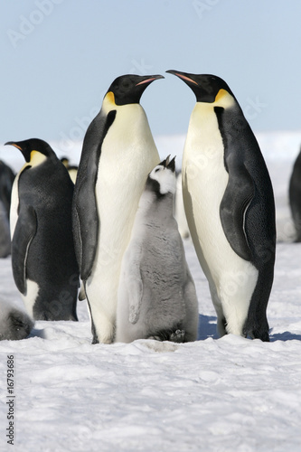 Emperor penguins  Aptenodytes forsteri 