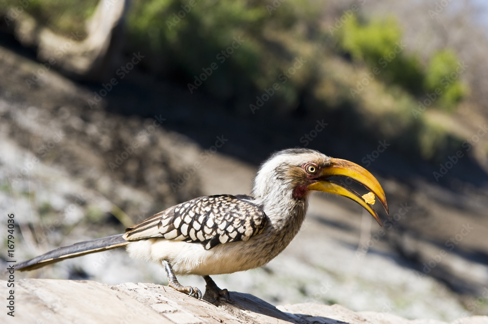 Fototapeta premium Southern Yellow-billed Hornbill eating a piece of fruit.