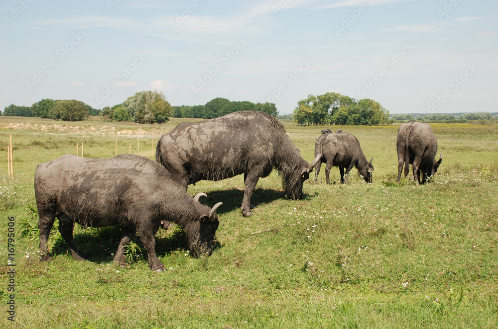 Water Buffalos Grazing Water Buffalos Grazing