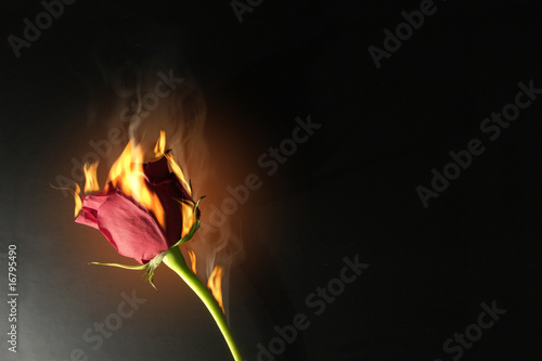 feuerrose
