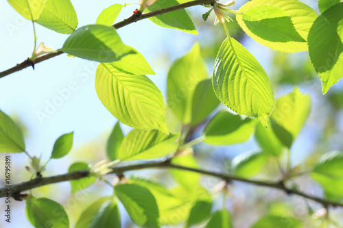 Wallpaper Mural 新緑 Torontodigital.ca