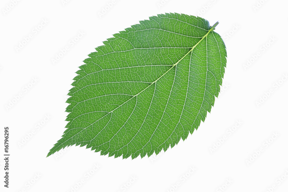 Obraz premium 新緑