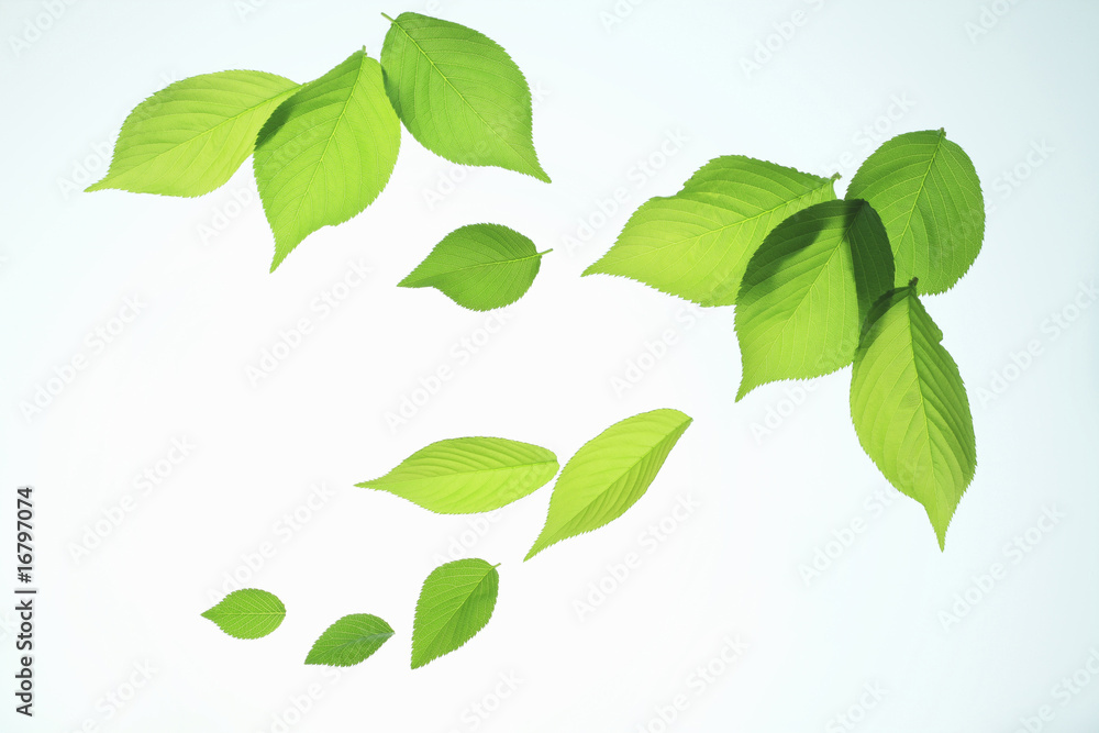 Fototapeta premium 新緑