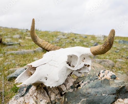 Skull dead bull