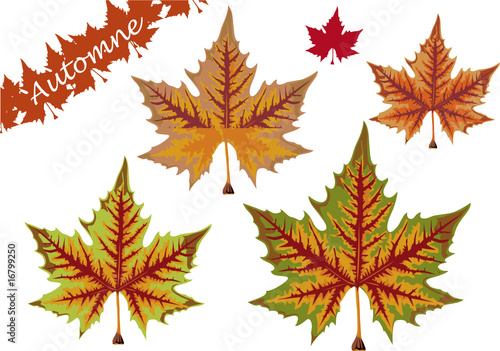 Autumn Leaf - (1)