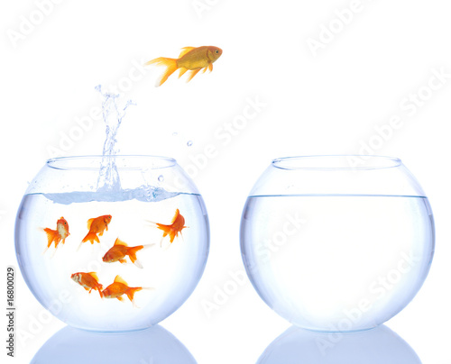 different color goldfish jumping