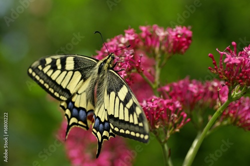 Papillon Machaon © Alonbou