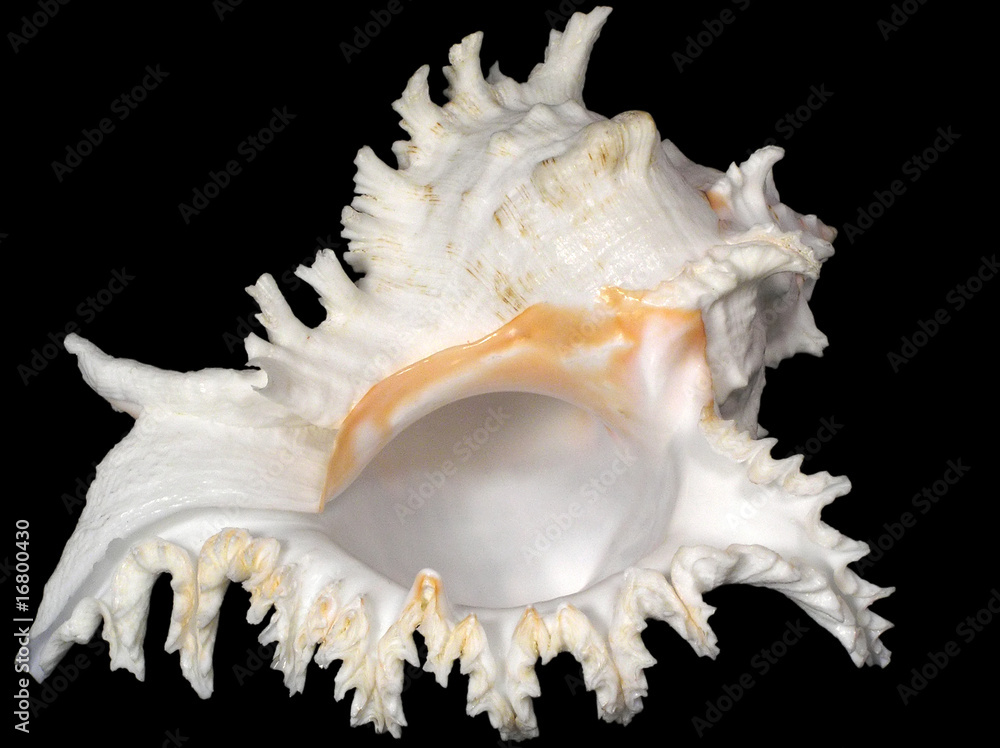 Beautiful sea shell isolated on black Beautiful sea shell isolated on black