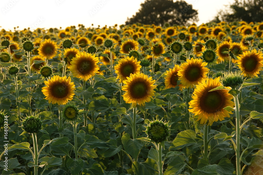 Obraz premium back sun