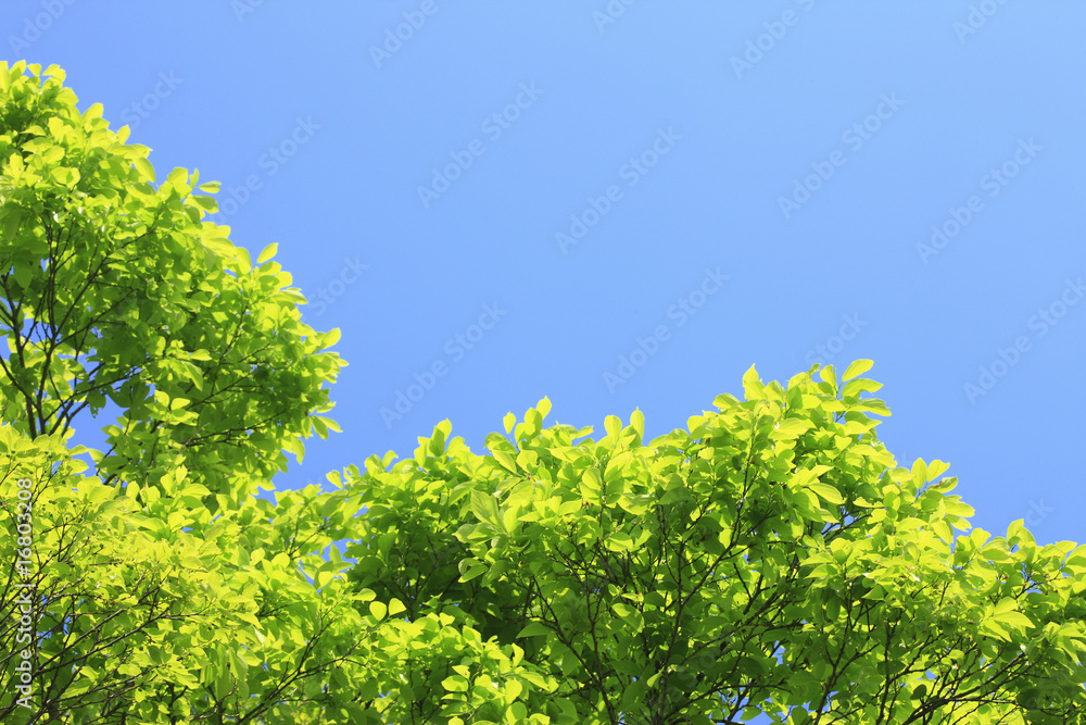 新緑と青空 新緑と青空