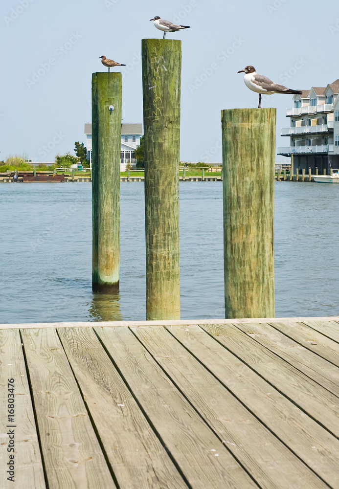 Fototapeta premium Seagulls on Pilings